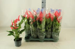 Anthurium Swing red 7+