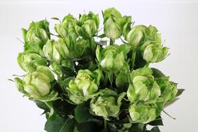 Rosa ec veggie DIRECT (ecu) x25