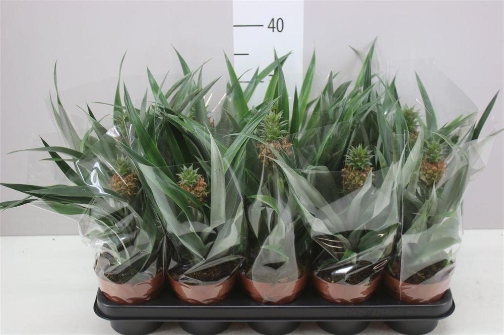 Ananas Rosita