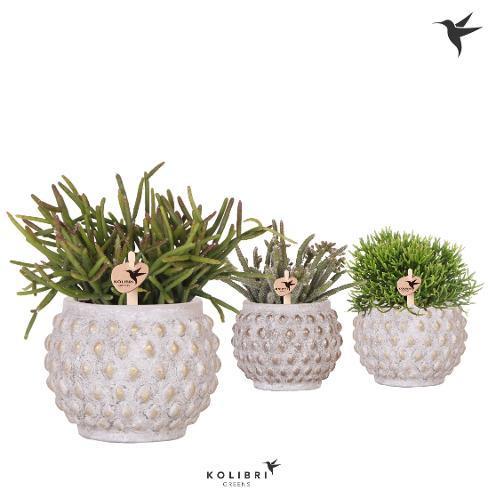 Rhipsalis mix keramika