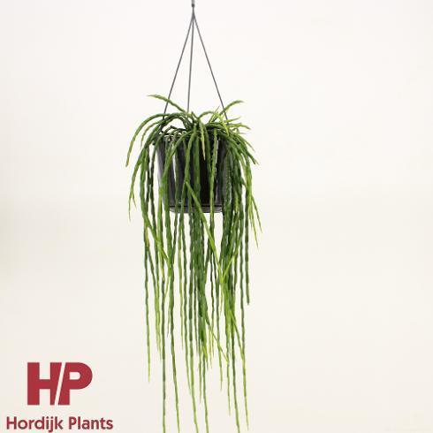 Rhipsalis Paradoxa Minor