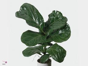 Ficus lyrata 3PP