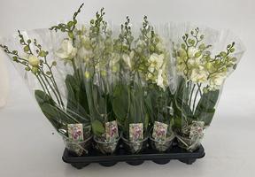 Phalaenopsis Inverness 4-6tak