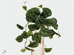 Scindapsus Tricolor Silver