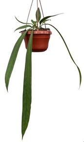 Anthurium Vittarifolium