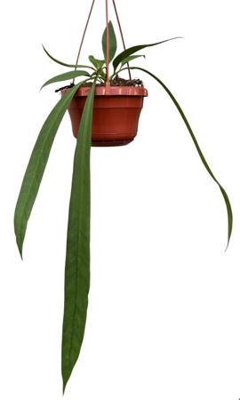 Anthurium Vittarifolium