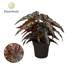 Begonia maculata Black