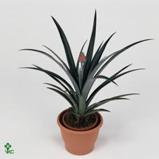 Ananas 3PP