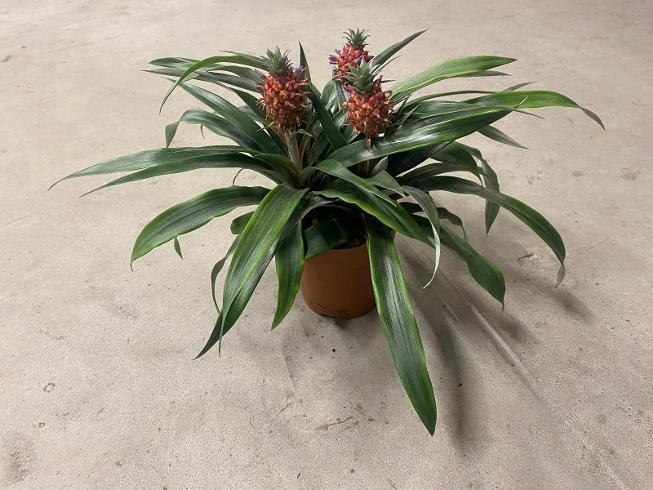Ananas 3PP