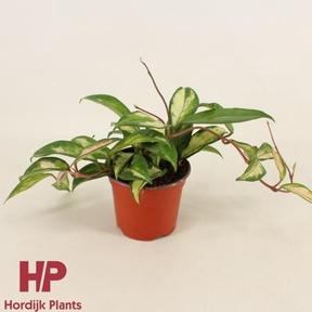 Hoya carnosa Tricolor