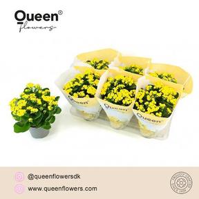 Kalanchoe special yellow