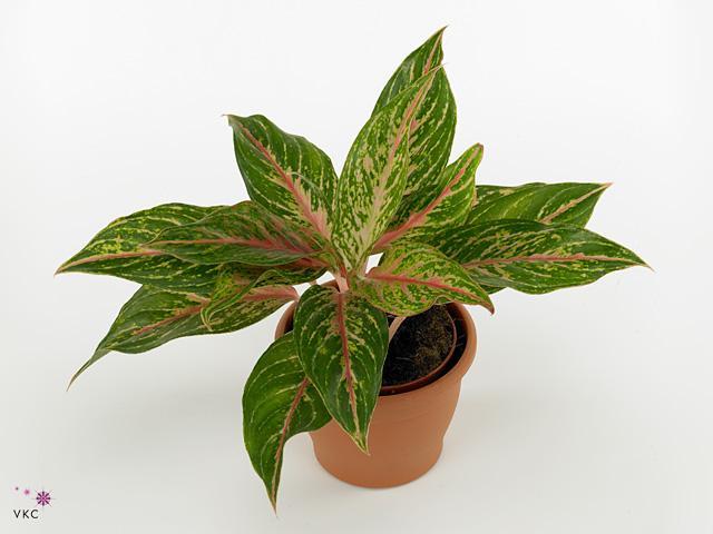 Aglaonema Jungle Lava