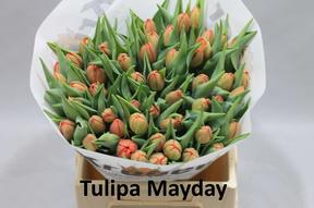 Tulp du may day