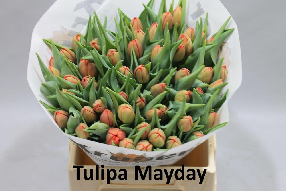 Tulp du may day