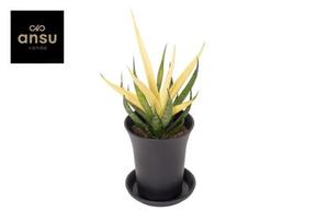 Sansevieria chrysanta Lemon