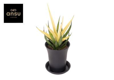 Sansevieria chrysanta Lemon